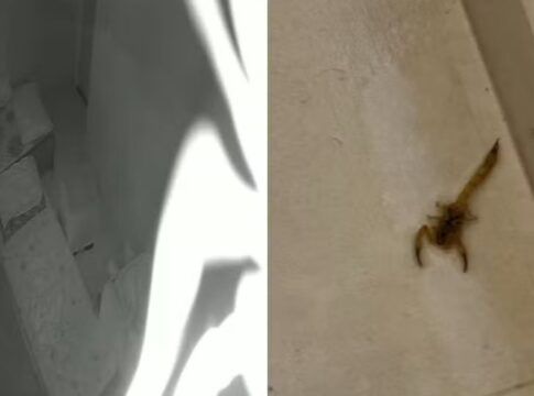 Escorpião cai de câmera de segurança enquanto mãe amamentava bebê em São Paulo; veja