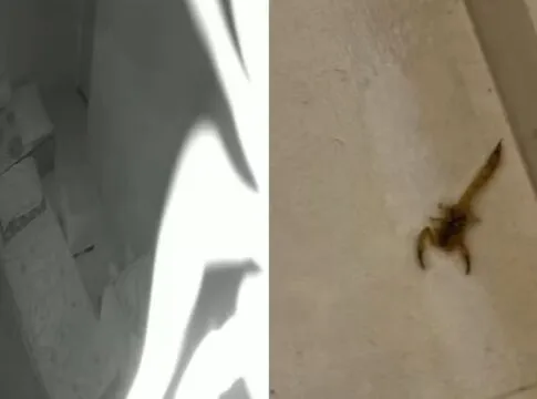 Escorpião cai de câmera de segurança enquanto mãe amamentava bebê em São Paulo; veja