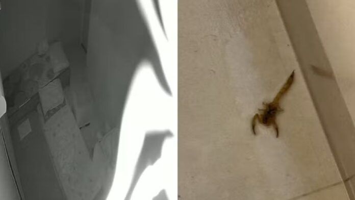 Escorpião cai de câmera de segurança enquanto mãe amamentava bebê em São Paulo; veja