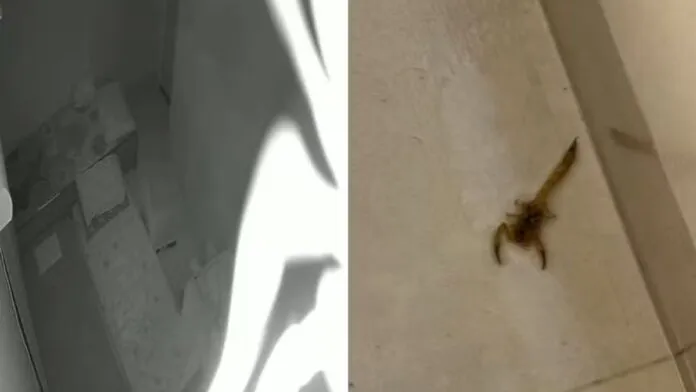 Escorpião cai de câmera de segurança enquanto mãe amamentava bebê em São Paulo; veja