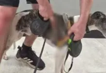 Homem fica ferido ao salvar cães de ataque de cachorro de grande porte em Sorocaba