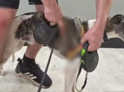 Homem fica ferido ao salvar cães de ataque de cachorro de grande porte em Sorocaba