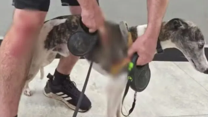 Homem fica ferido ao salvar cães de ataque de cachorro de grande porte em Sorocaba