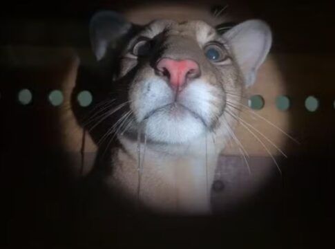 Mulher encontra onça-parda no quintal de casa após ouvir cachorro latir de madrugada