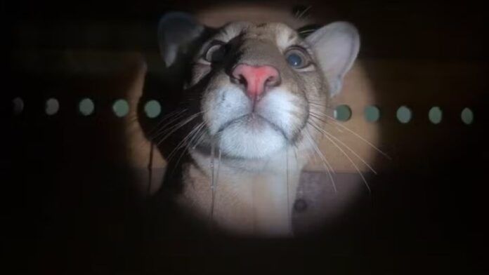 Mulher encontra onça-parda no quintal de casa após ouvir cachorro latir de madrugada