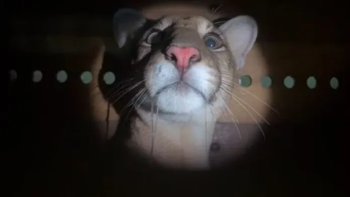 Mulher encontra onça-parda no quintal de casa após ouvir cachorro latir de madrugada