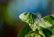 FWC recebe mais de mil iguanas paralisadas pelo frio no domingo (01/02) na Flórida