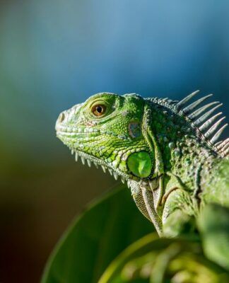 FWC recebe mais de mil iguanas paralisadas pelo frio no domingo (01/02) na Flórida