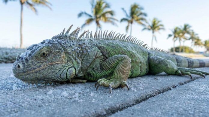 Iguana-Verde no asfalto.