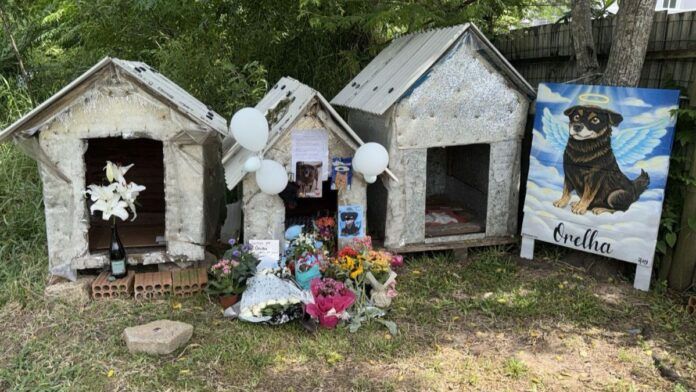 Casinha do cão comunitário Orelha vira memorial em Florianópolis