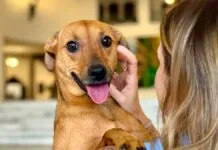 Tarcísio sanciona lei que permite sepultar cães e gatos em jazigos familiares em SP