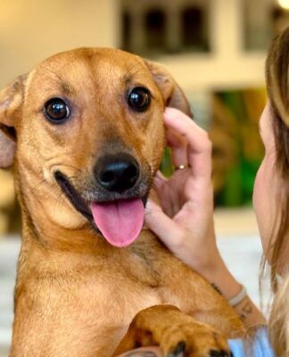 Tarcísio sanciona lei que permite sepultar cães e gatos em jazigos familiares em SP