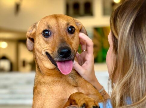 Ranking Caramelo: pesquisa mostra em quais bairros de SP os cães têm melhor qualidade de vida