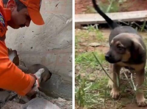 Bombeiros resgatam filhotes presos entre paredes em obra; veja vídeo