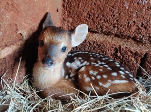 Filhote de veado-catingueiro é resgatado após mãe ser vítima de caça ilegal no RS