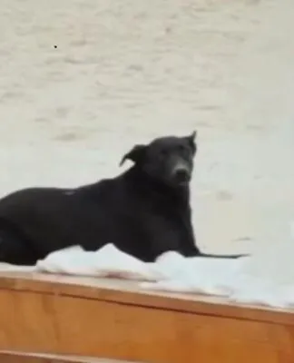 Cão Orelha em casamento