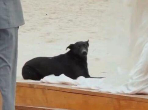 Cão Orelha em casamento