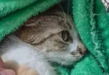 Gata arremessada do 12º andar sofreu traumatismo crânio-encefálico; tutora foi solta