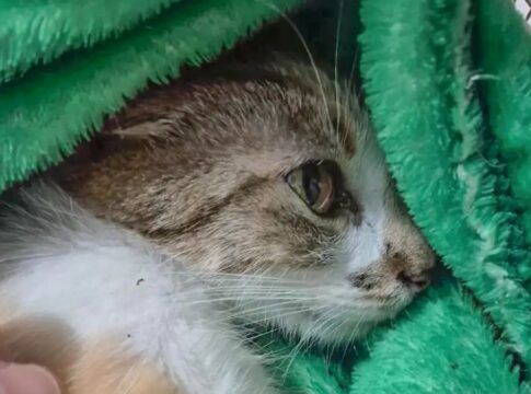 Gata arremessada do 12º andar sofreu traumatismo crânio-encefálico; tutora foi solta