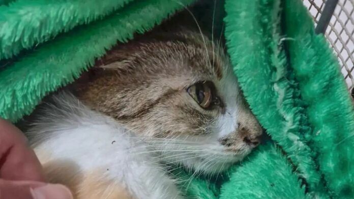 Gata arremessada do 12º andar sofreu traumatismo crânio-encefálico; tutora foi solta