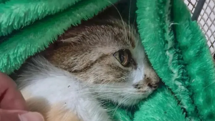 Gata arremessada do 12º andar sofreu traumatismo crânio-encefálico; tutora foi solta