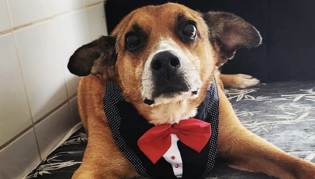 Gordo, um cão de aproximadamente 13 anos que aguardava uma família há dez anos no Centro Municipal de Adoção de Cães e Gatos (Cosap), foi adotado. (Foto: Divulgação/Prefeitura de São Paulo/SMS)