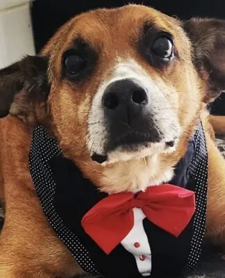 Gordo, um cão de aproximadamente 13 anos que aguardava uma família há dez anos no Centro Municipal de Adoção de Cães e Gatos (Cosap), foi adotado. (Foto: Divulgação/Prefeitura de São Paulo/SMS)