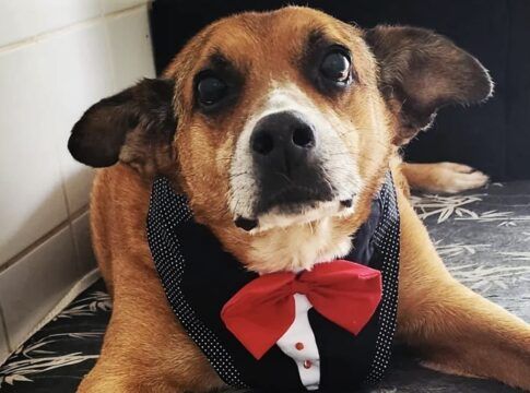 Gordo, um cão de aproximadamente 13 anos que aguardava uma família há dez anos no Centro Municipal de Adoção de Cães e Gatos (Cosap), foi adotado. (Foto: Divulgação/Prefeitura de São Paulo/SMS)